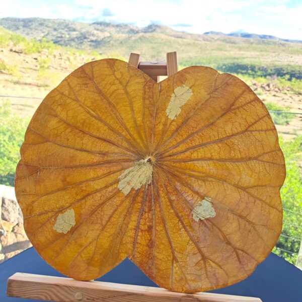 Yellow Lotus Leaf 45 cm